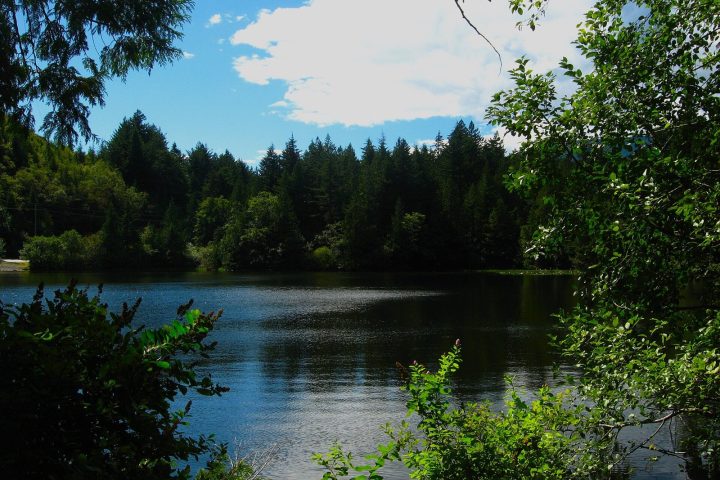 Browning Lake in Murrin Provincial Park, framed by trees under a blue sky
