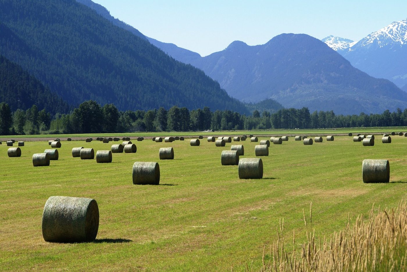 Round hay bales in a sunny field in Pemberton, BC, with forested mountains behind