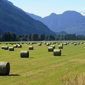 Round hay bales in a sunny field in Pemberton, BC, with forested mountains behind