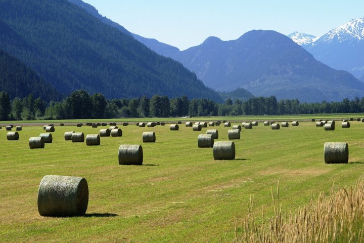 Round hay bales in a sunny field in Pemberton, BC, with forested mountains behind